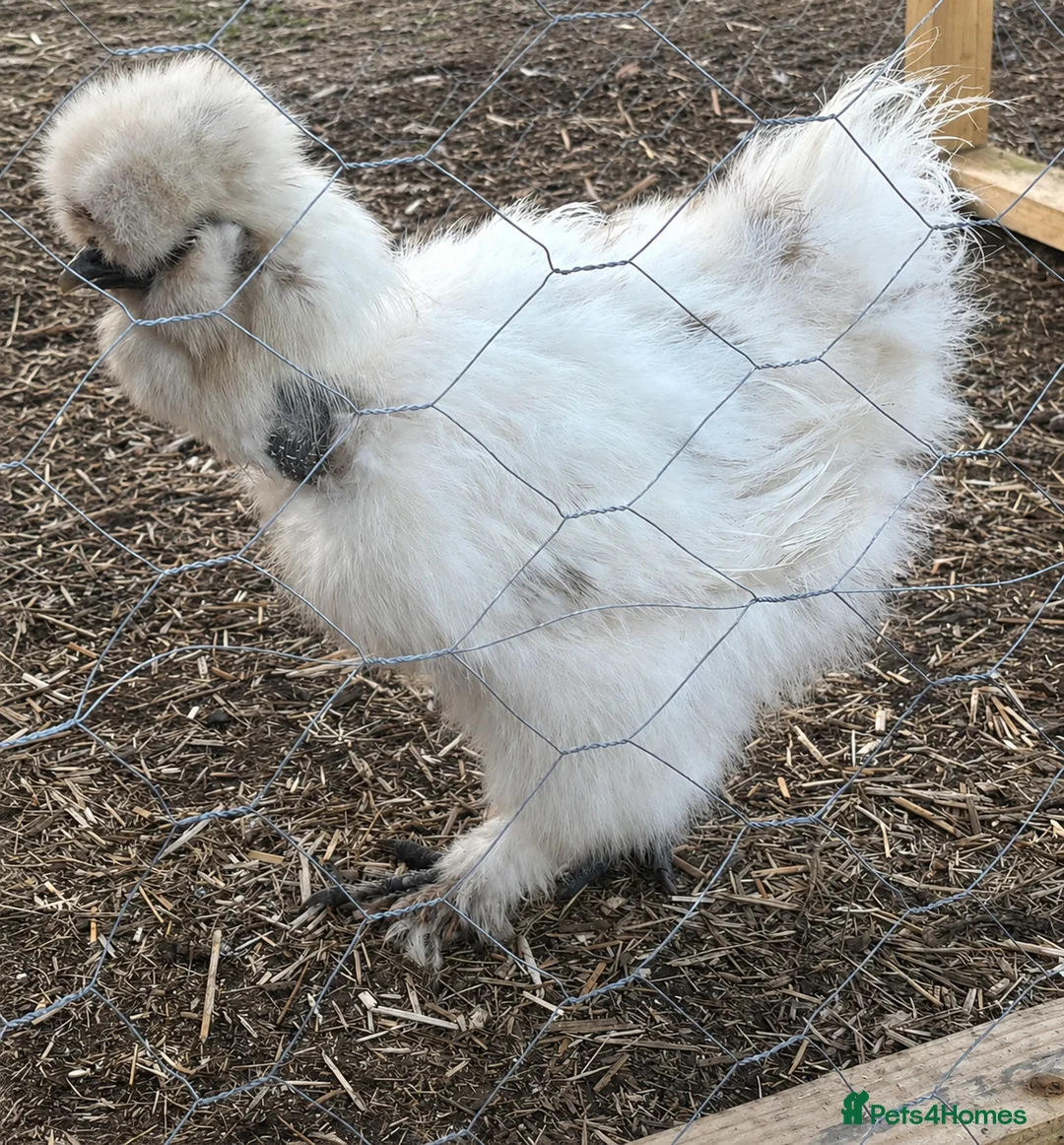 Chickens poultry for sale: Silkie Hatching Eggs – Paint & Cuckoo-Type  - Advert 13