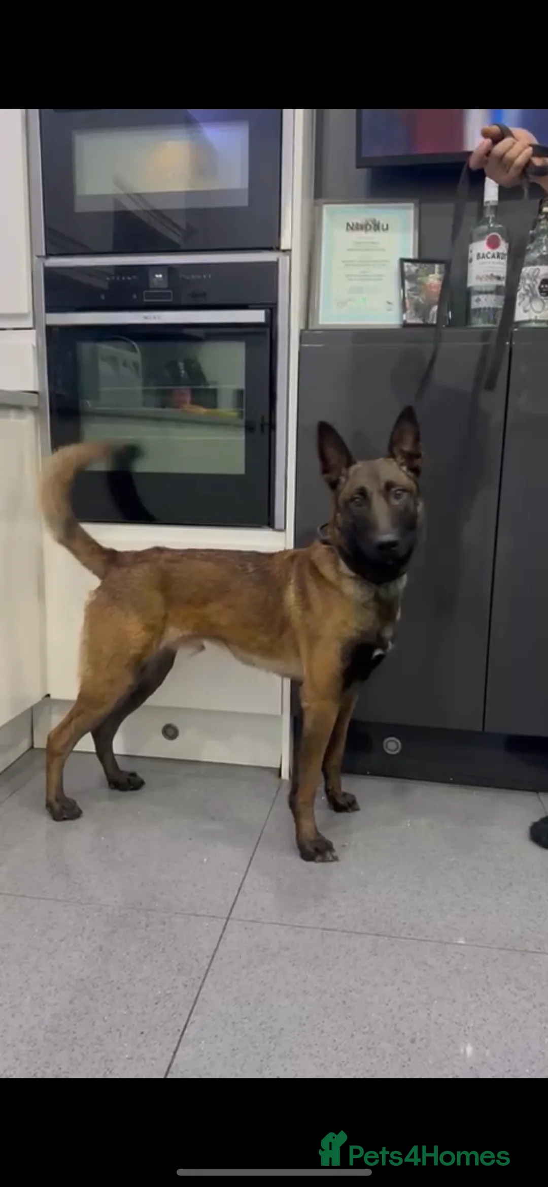 Belgian Shepherd Dog dogs for sale: Malinois  - Advert 2