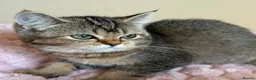 British Shorthair cats for sale: Beautiful Golden British Shorthair Kittens  - Advert 7