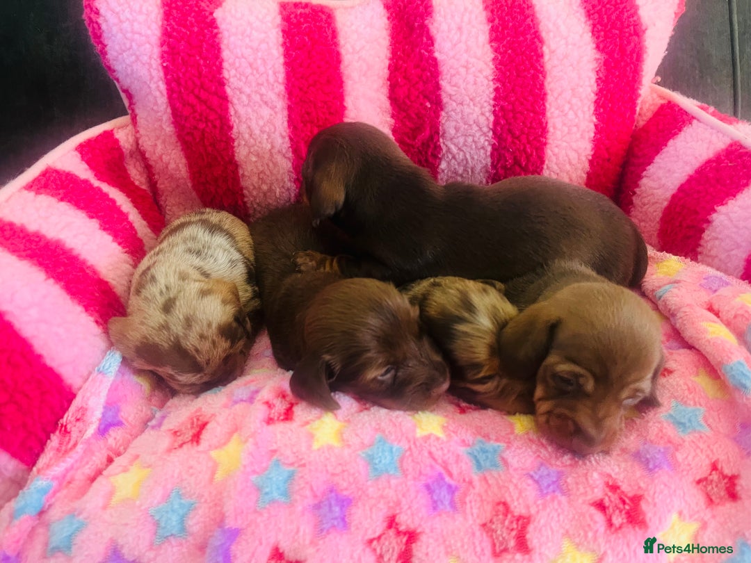 Miniature Dachshund dogs for sale: Stunning minature dachshund puppies - Image 23