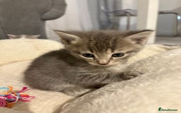 Mixed Breed cats for sale: Kittens for sale  - Image 13