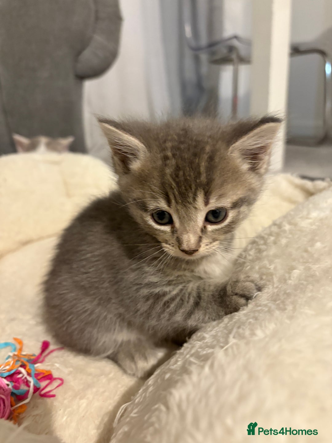 Mixed Breed cats for sale: Kittens for sale  - Image 13