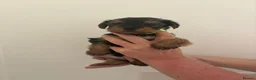 Yorkshire Terrier dogs for sale: Yorkshire terrier puppies  in Consett - Advert 5