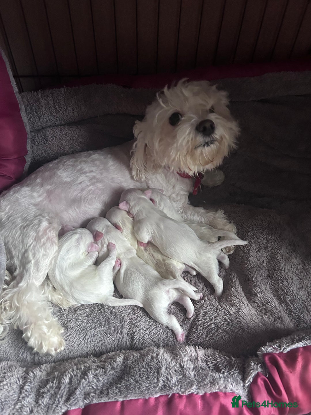 Maltese dogs for sale: Adorable Maltese Puppies for Sale  - Advert 2