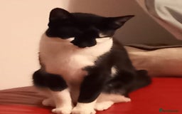 British Shorthair cats for sale: 2 kittens left. 1 girl and 1 boy left - Image 6