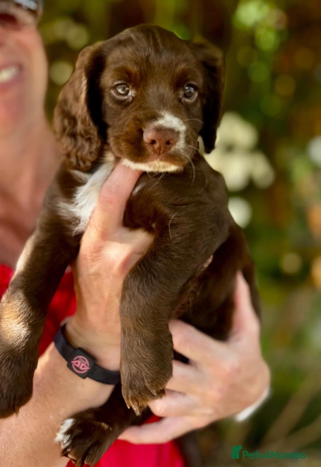 Sprocker dogs for sale: Beautiful Sprocker Puppies in Gloucester - Advert 9
