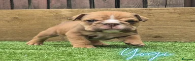Yogi