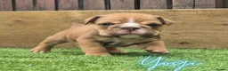English Bulldog dogs for sale: Exceptional KC Registered British Bulldog Puppies - Advert 8