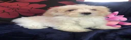 Maltipoo dogs for sale: Maltipoo puppies for sale  - Advert 34