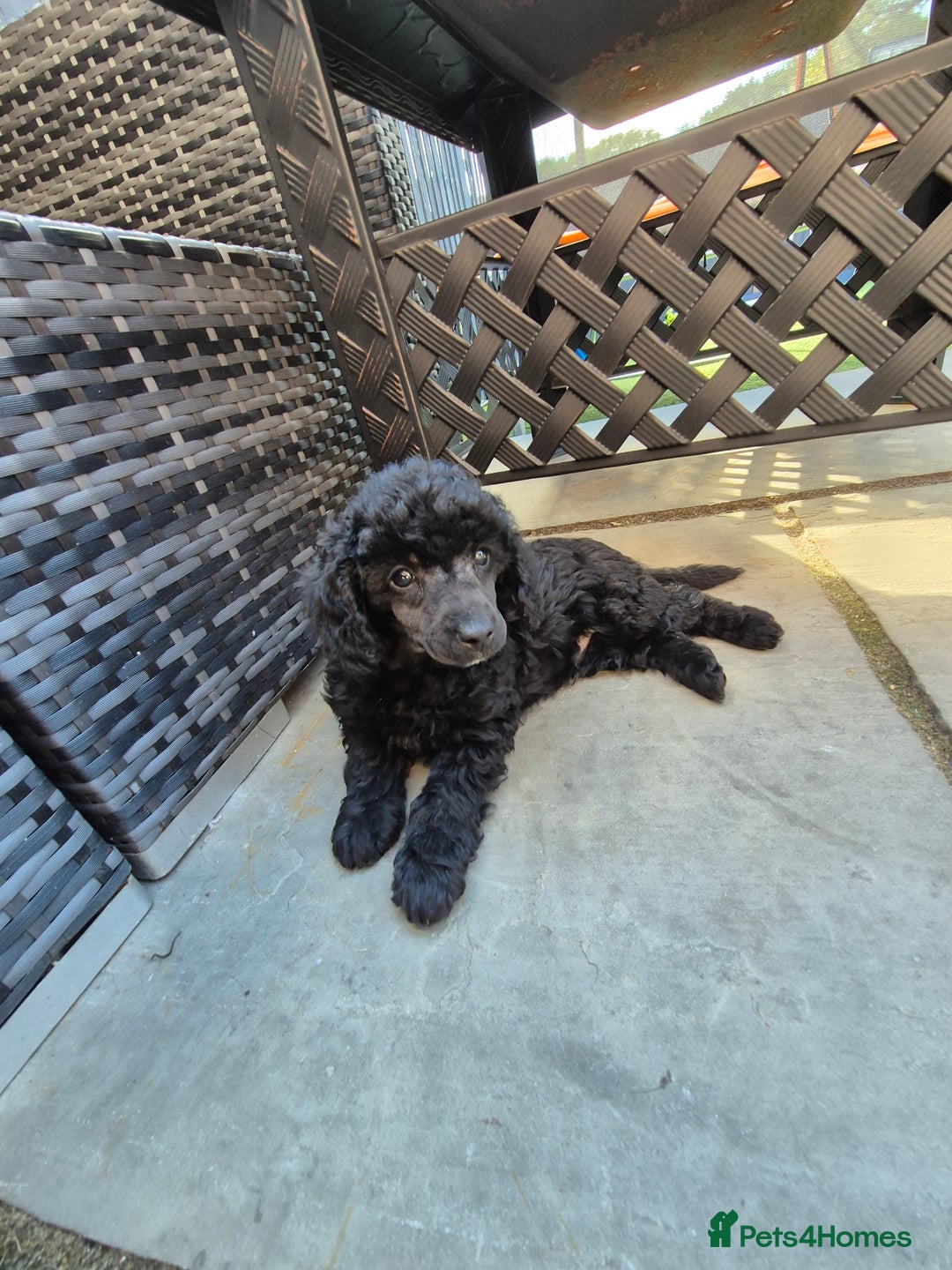 Maltipoo dogs for sale: Maltipoo puppies ready now  - Image 30