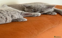 British Shorthair cats for sale: British Shorthair kittens for good homes  - Image 5