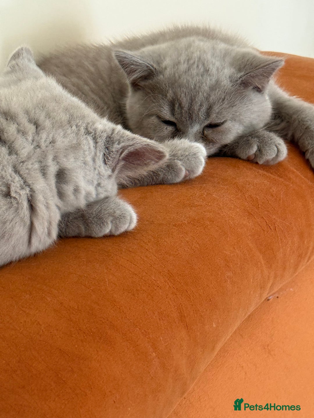 British Shorthair cats for sale: British Shorthair kittens for good homes  - Image 5