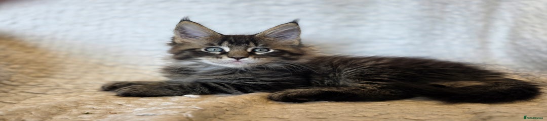 Maine Coon Kitten 2