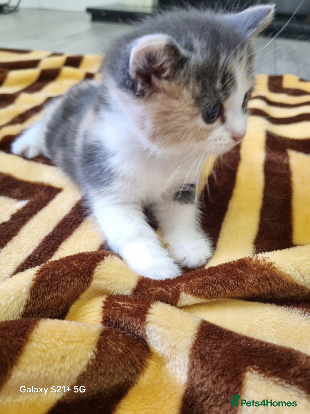 British Longhair cats for sale: Kittens for sale - Image 5