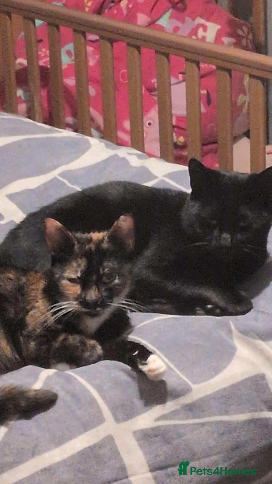 Mixed Breed cats Looking for there forever home  - Advert 8