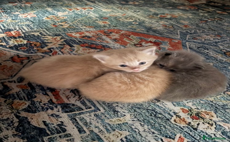 Mixed Breed cats - Advert 2