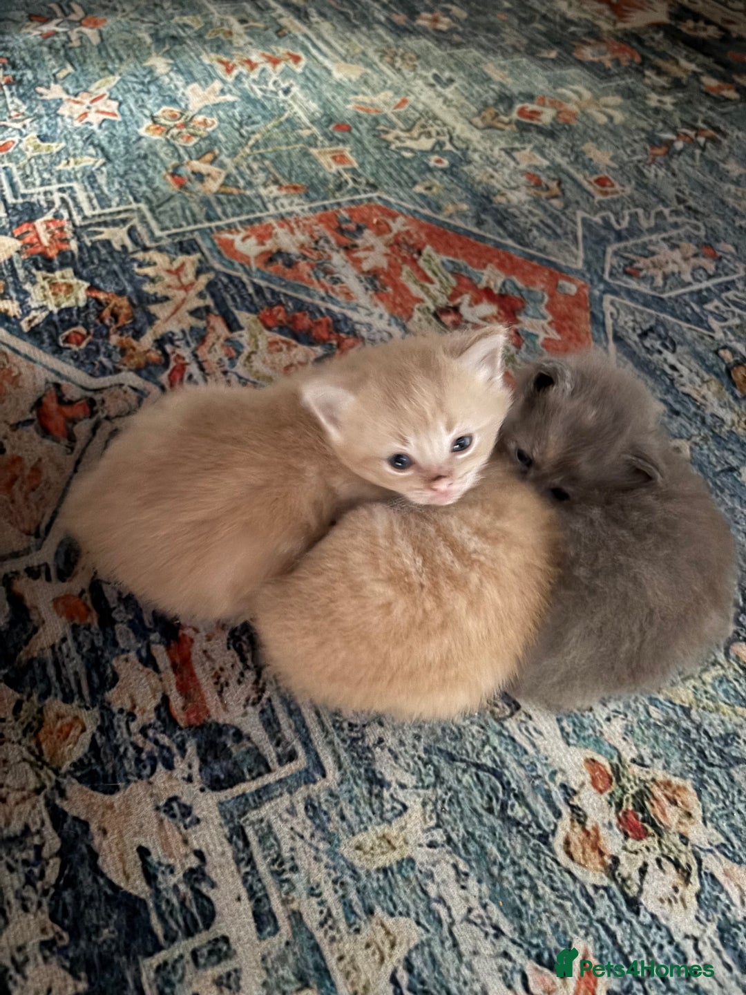 Mixed Breed cats for sale: Beautiful beige and grey kittens - Image 1