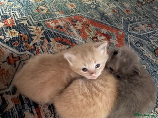 Mixed Breed cats - Advert 12