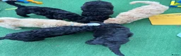 Standard Poodle dogs for sale: Baby blue  - Advert 8