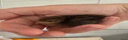 Quail poultry for sale: Button quail  - Advert 3
