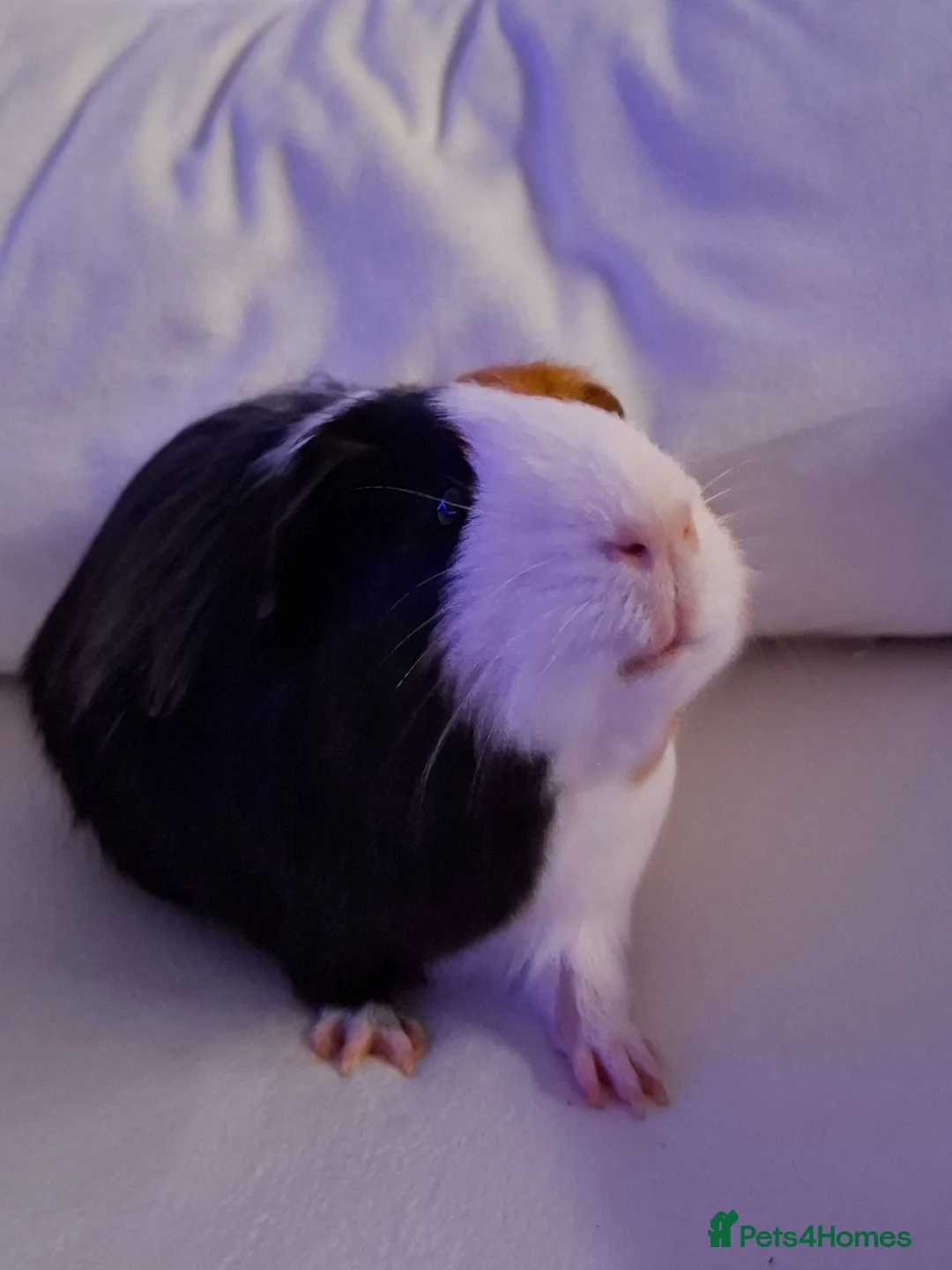 Guinea Pig rodents for sale: Willow and Oakley  in Darlington - Advert 1
