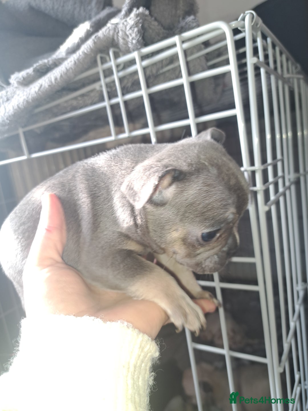 French Bulldog dogs for sale: French bulldog puppies  - Advert 19
