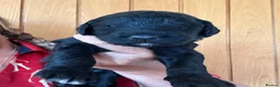 Sheepadoodle dogs for sale: Stunning Sheepadoodle puppies  - Advert 28