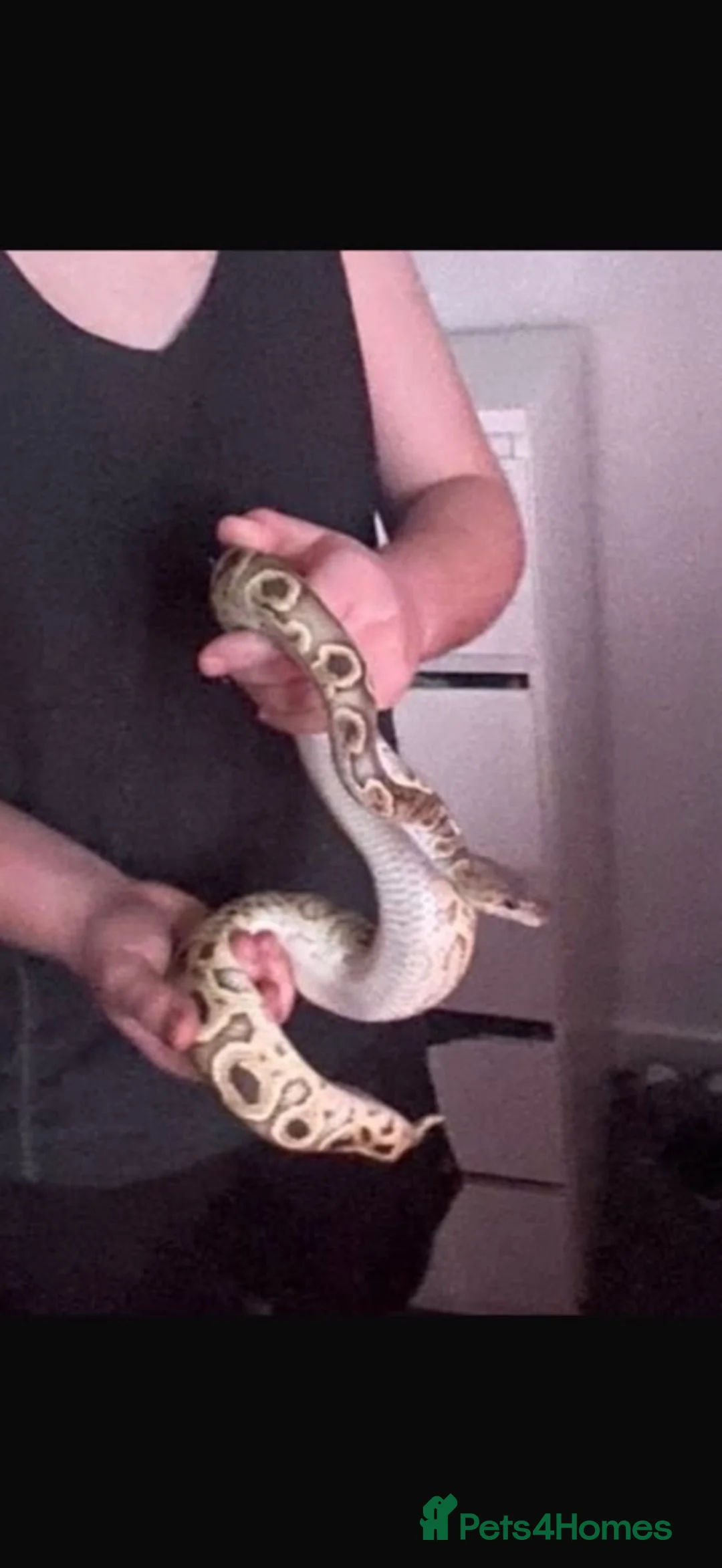 Python Snake reptiles for sale: Royal python  in Tipton - Advert 4