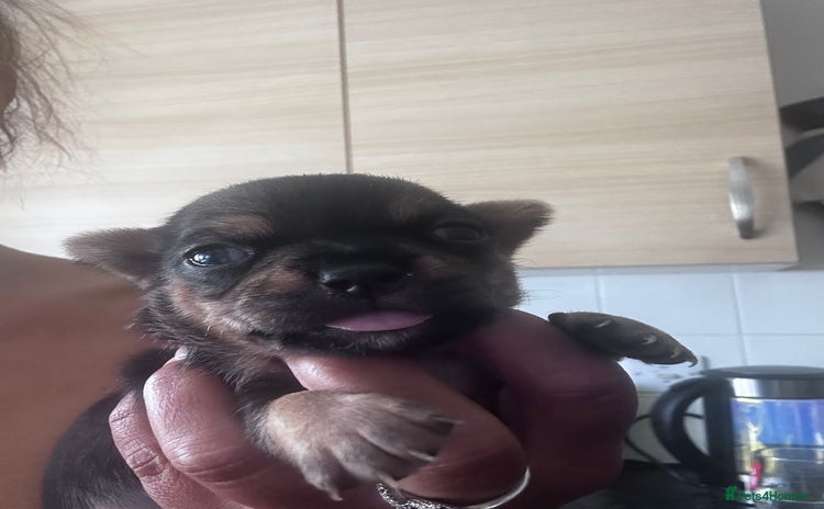 Chihuahua dogs - Advert 1