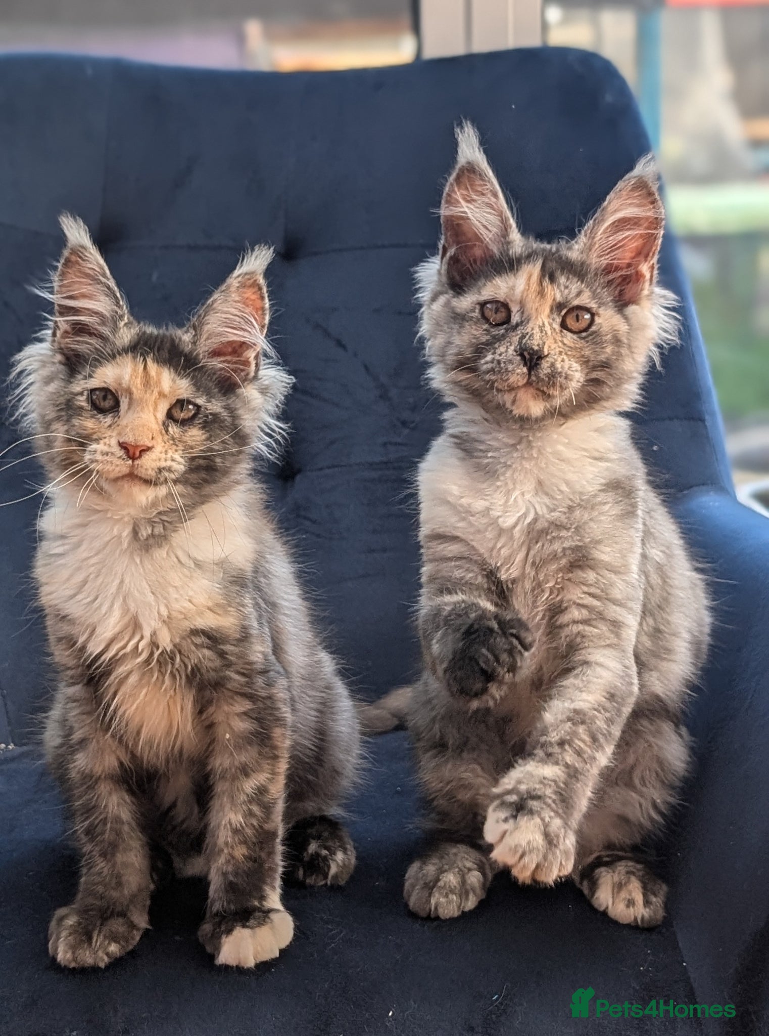 Maine Coon cats Pedigree Maine coons kittens Tica registered - Advert 1