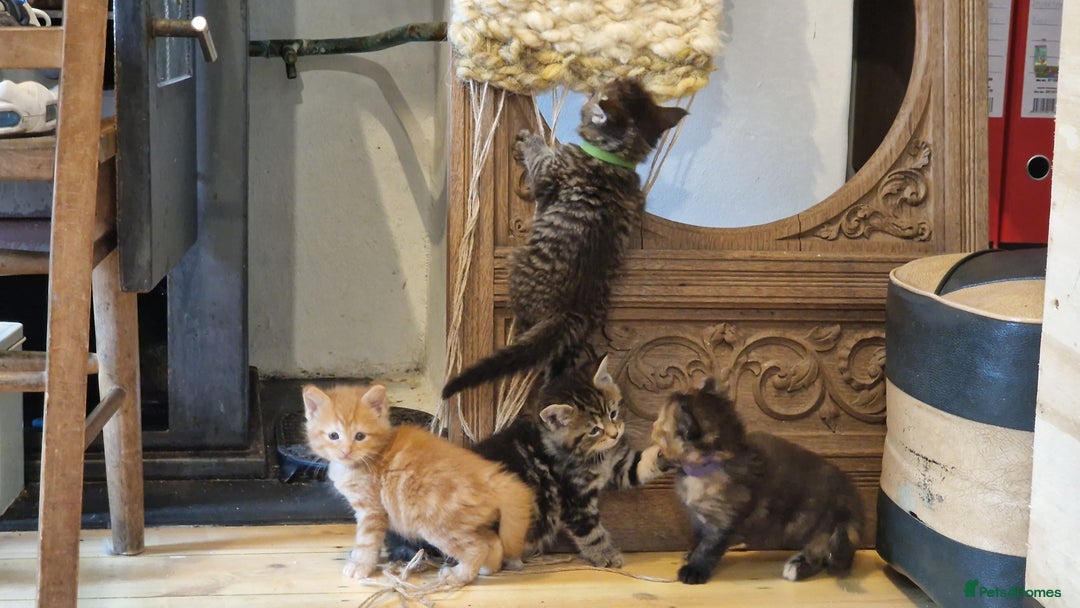 Maine Coon cats for sale: Beautiful Mainecoon X  9 kittens  - Image 4