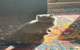 British Shorthair cats for sale: British Shorthair Kittens - Image 5