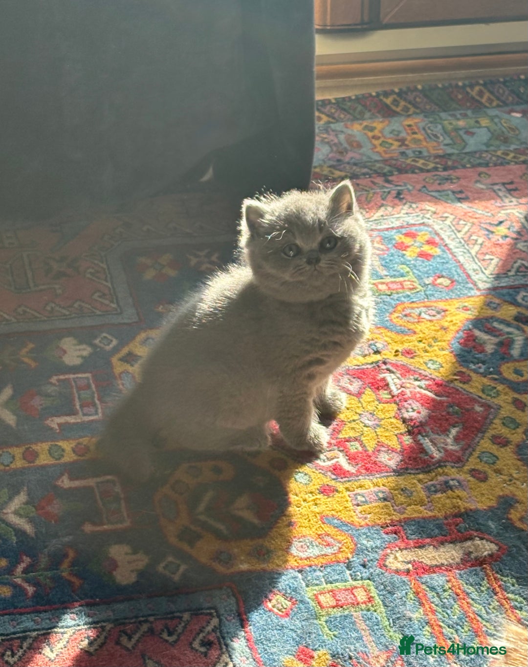 British Shorthair cats for sale: British Shorthair Kittens - Image 5