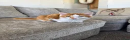 Mixed Breed cats for sale: 2x boy ginger white 16 weeks old must go together  - Advert 6