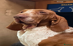 Bracco Italiano dogs for stud: Valentino Rossi Italian Import - Image 13