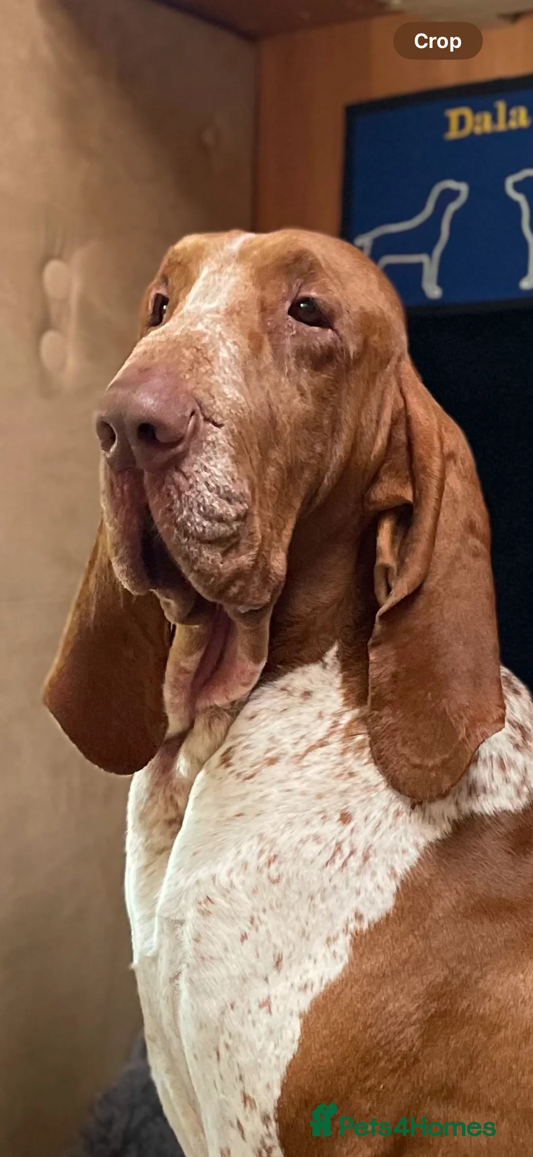 Bracco Italiano dogs for stud: Valentino Rossi Italian Import - Advert 13