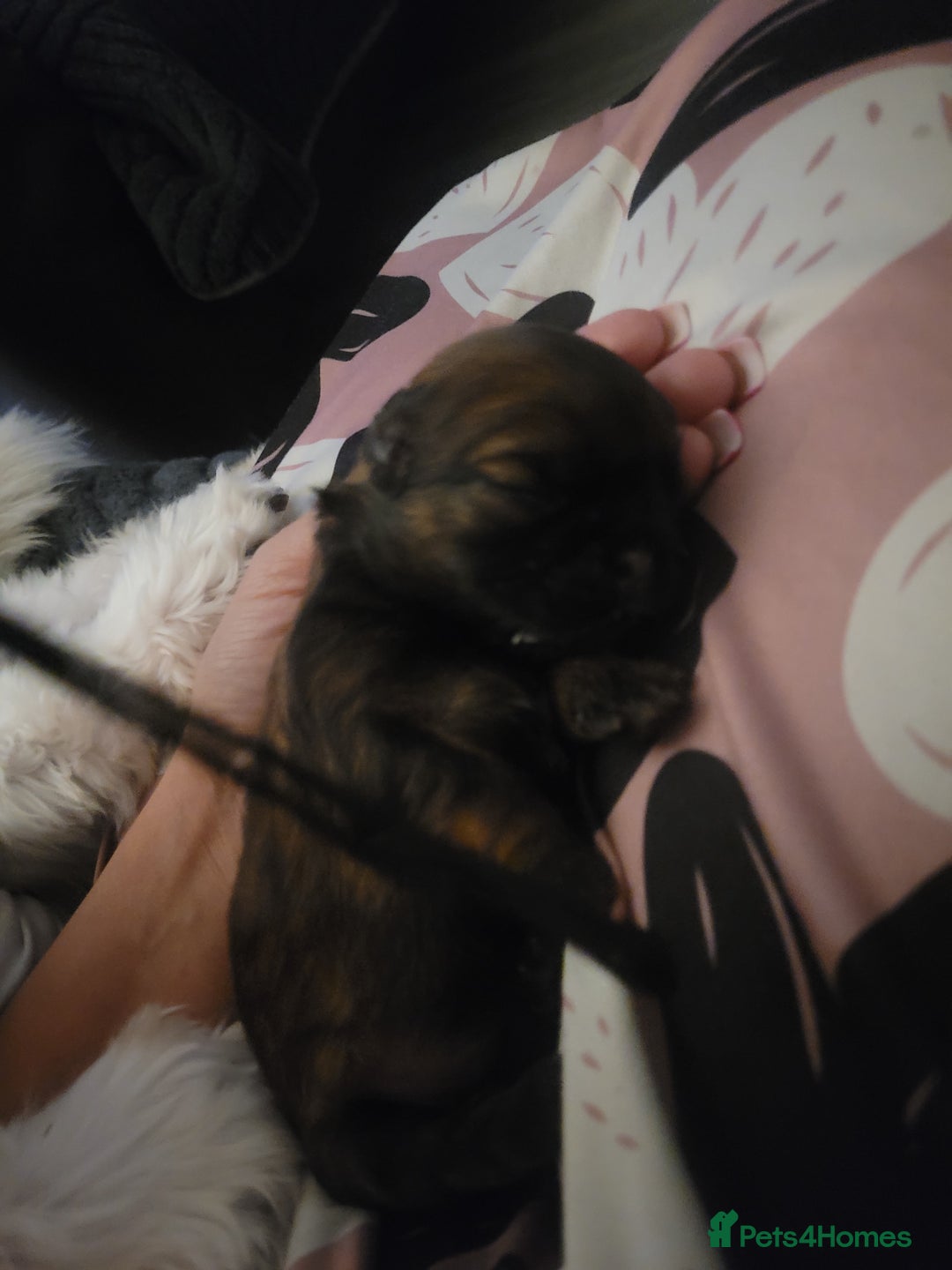 Shih Tzu dogs for sale: One beautiful little girl ready friday - Image 17