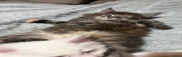 Maine Coon cats for sale: Maine coon - Advert 9