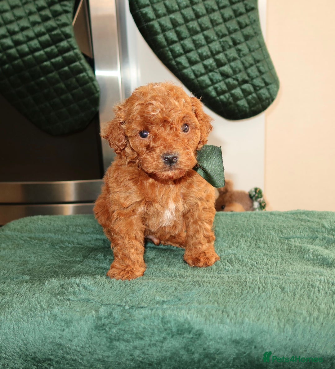 Maltipoo dogs for sale: Red Maltipoo boy 👑  - Advert 9