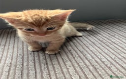 Mixed Breed cats for sale:  kittens😻ready to go to their forever homes - Image 8