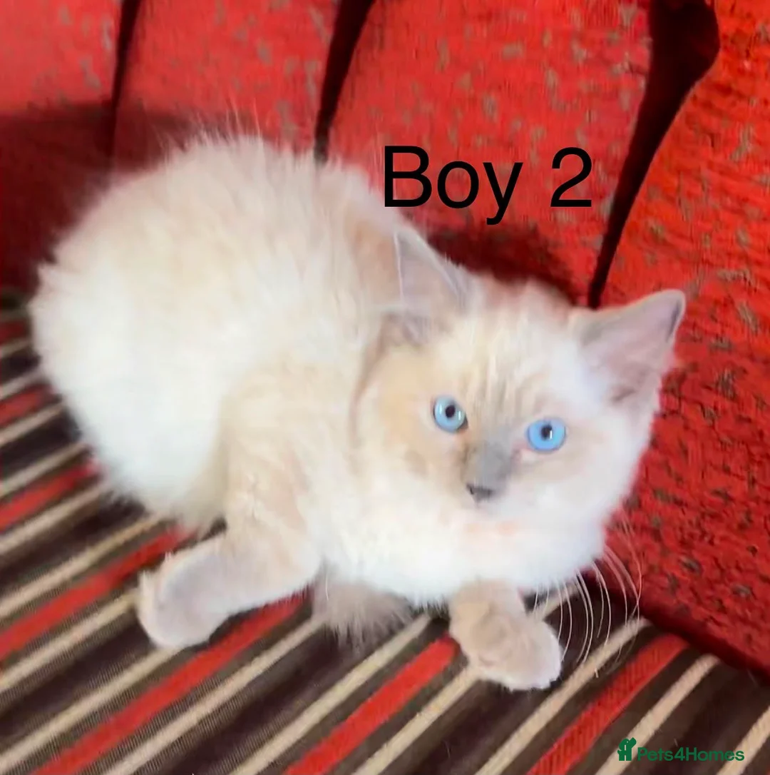 Ragdoll cats for sale: 7 Ragdoll kittens  - Advert 12