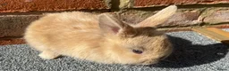 Mini Lop rabbits for sale: STUNNING PURE BREED MINI LOPS  - Advert 4