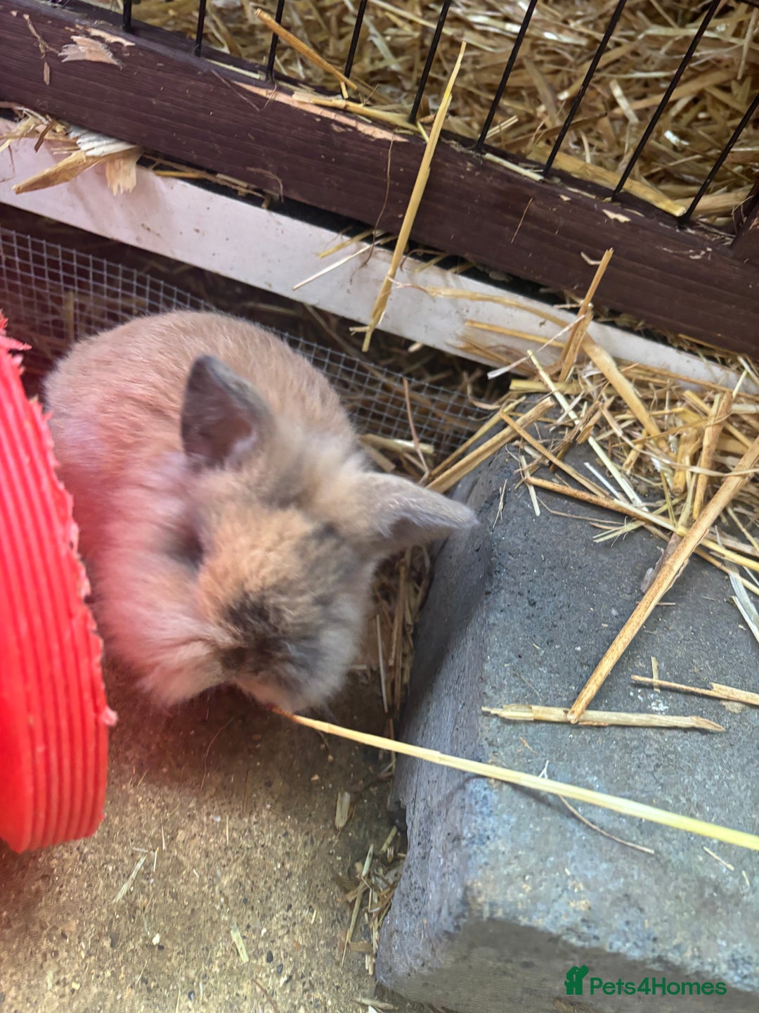 Mini Lion Lop rabbits for sale: 2 boy mini lion lops  - Advert 2