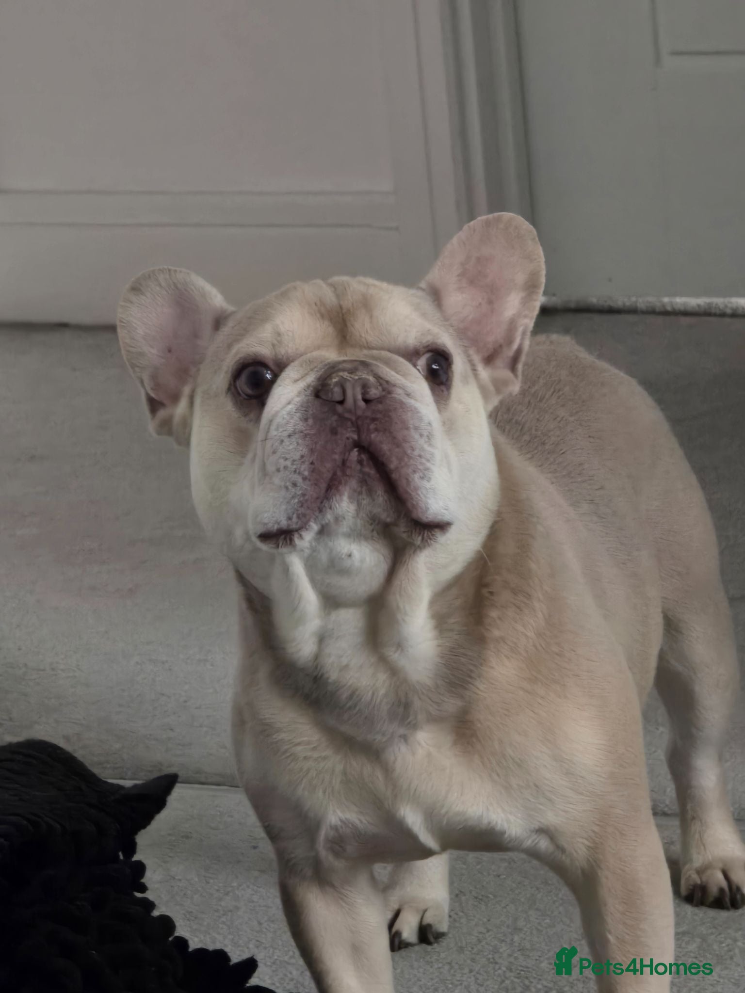 French Bulldog dogs New home needed - Advert 2