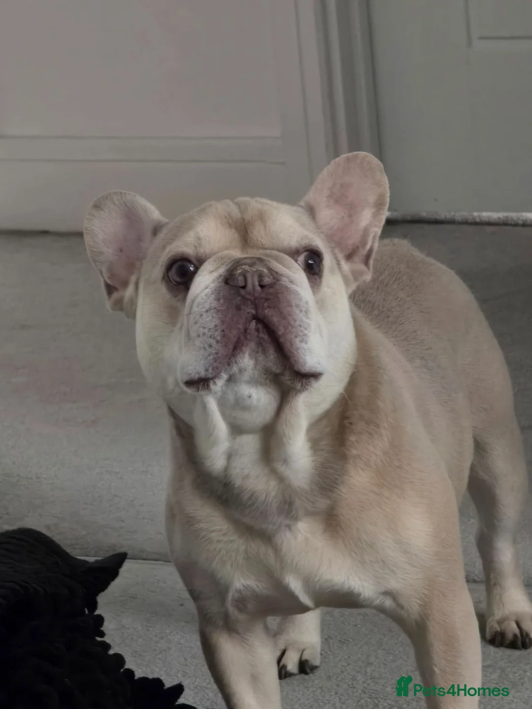 French Bulldog dogs for sale: New home needed - Advert 1
