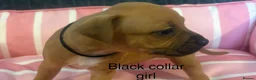 Staffordshire Bull Terrier dogs for sale: Stunning litter of Staffies  - Advert 26