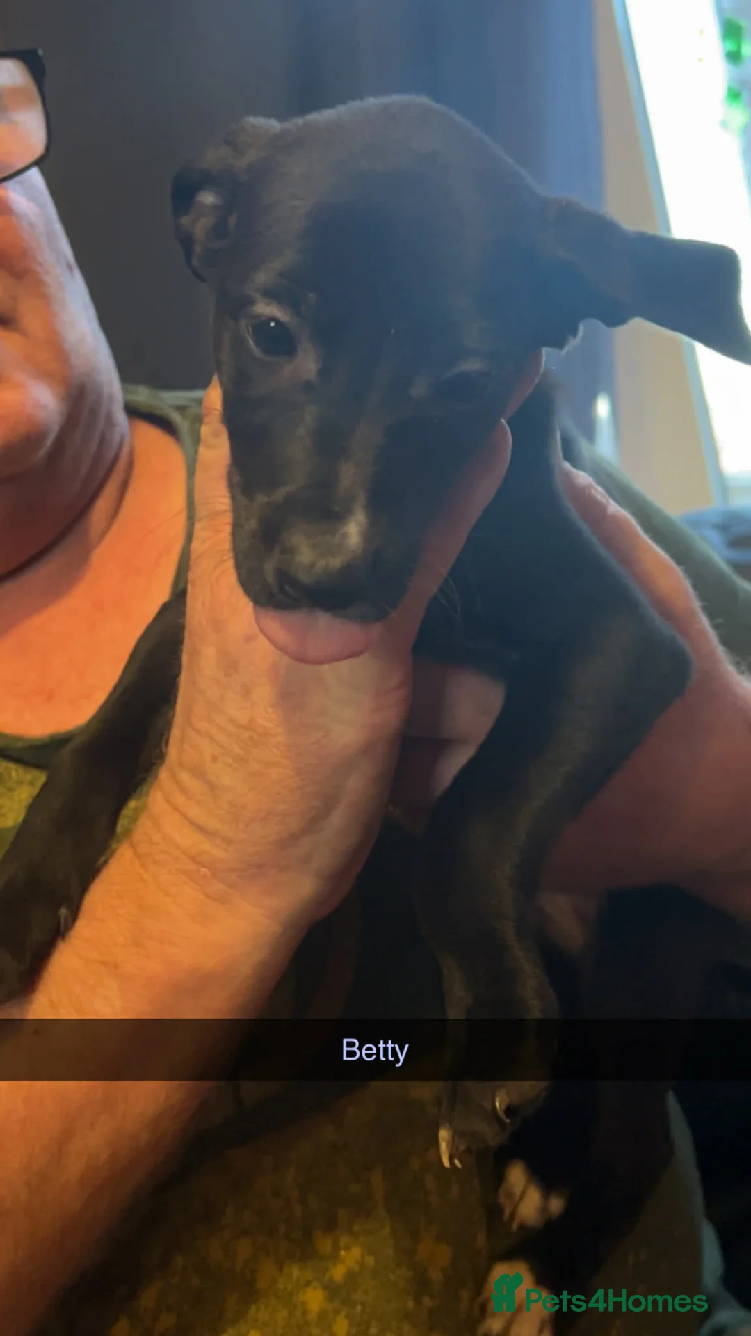 Lurcher dogs for sale: Lurcher pups  - Advert 1