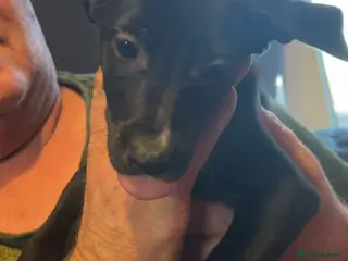 Lurcher dogs Lurcher pups - Advert 15