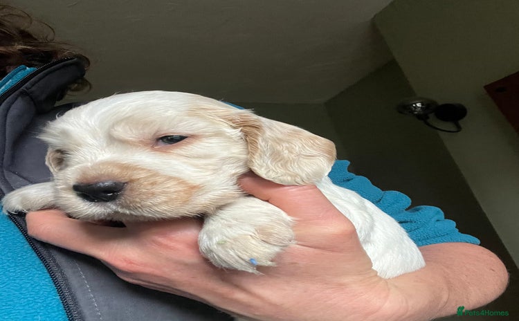 Cocker Spaniel dogs - Advert 7