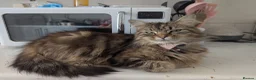 Persian cats for sale: 3 X long haired, Doll faced Persian kittens cross  - Advert 1